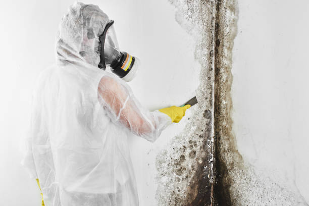 Trusted Fort Washington, MD Mold Remediation Experts