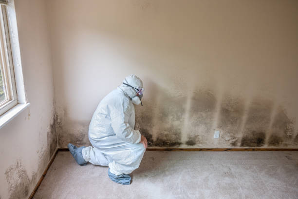 Best Basement Mold Remediation in Fort Washington, MD