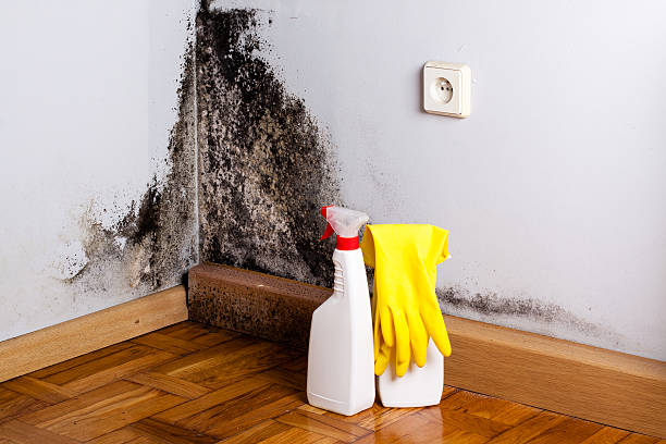 Best Industrial Mold Remediation in Fort Washington, MD