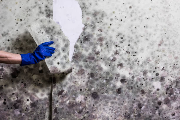 Best Commercial Mold Remediation in Fort Washington, MD